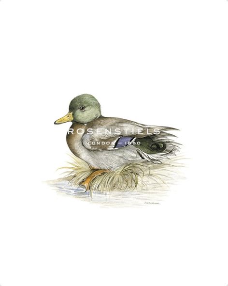 C.T.N. Ackland Hand Numbered Limited Edition Print on Paper :"Mallard (Male)"