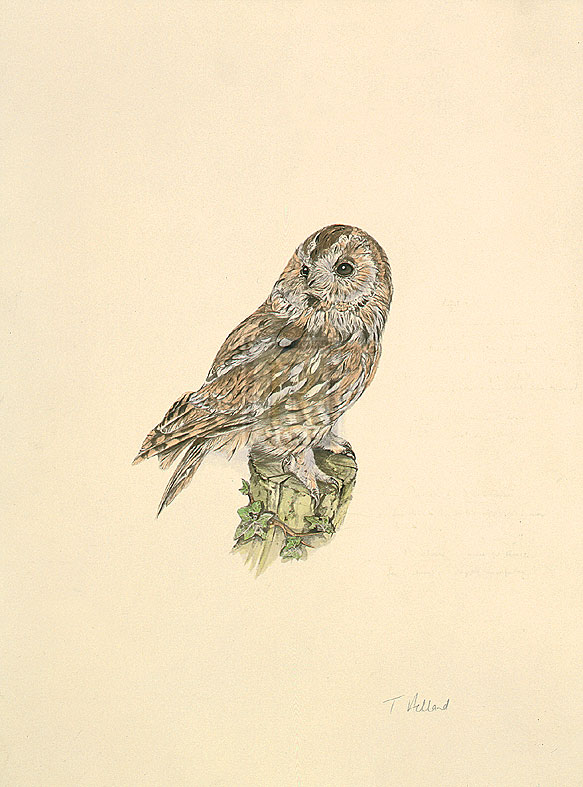 C.T.N. Ackland Hand Numbered Limited Edition Print on Paper :"Tawny Owl"
