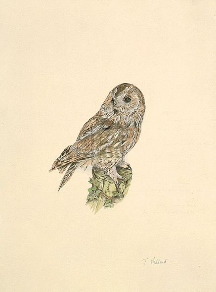 C.T.N. Ackland Hand Numbered Limited Edition Print on Paper :"Tawny Owl"