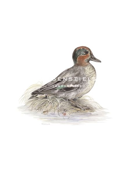 C.T.N. Ackland Hand Numbered Limited Edition Print on Paper :"Teal"