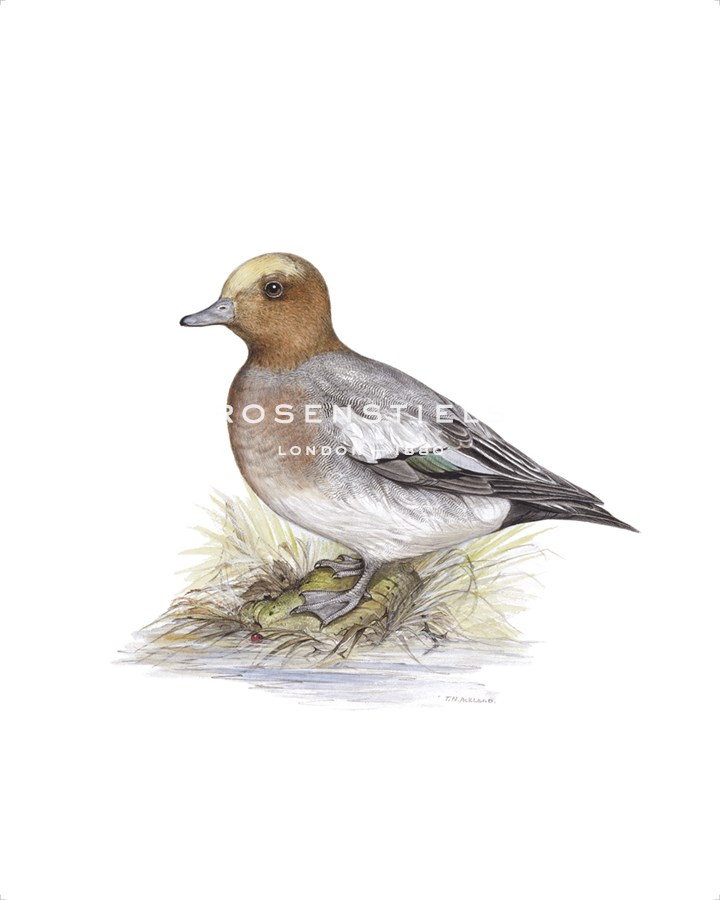 C.T.N. Ackland Hand Numbered Limited Edition Print on Paper :"Wigeon (Male)"