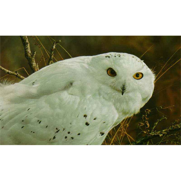 CARL BRENDERS 10X17 Secondary Market Art: "AMBER GAZE SNOWY OWL"