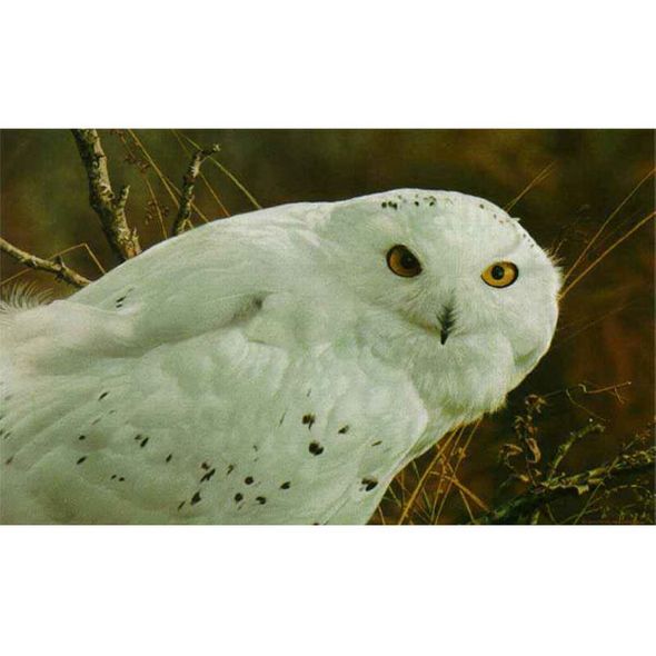 CARL BRENDERS 10X17 Secondary Market Art: "AMBER GAZE SNOWY OWL"