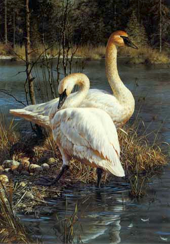 CARL BRENDERS 13X19 Secondary Market Art: "WHITE ELEGANCE SWANS"