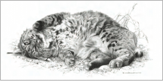 CARL BRENDERS 13X7 Secondary Market Art: "WILD THING BOBCAT"