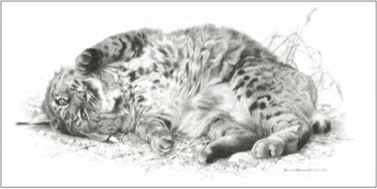 CARL BRENDERS 13X7 Secondary Market Art: "WILD THING BOBCAT"