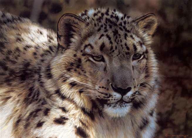 CARL BRENDERS 16X12 Secondary Market Art: "SNOW LEOPARD PORT"