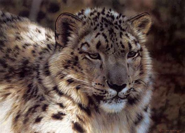 CARL BRENDERS 16X12 Secondary Market Art: "SNOW LEOPARD PORT"