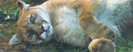 CARL BRENDERS 17X43 Secondary Market Art: "GOOD LIFE COUGAR GCNV"