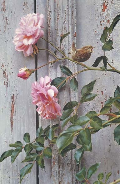 CARL BRENDERS 19X28 Secondary Market Art: "SUMMER ROSES WREN"