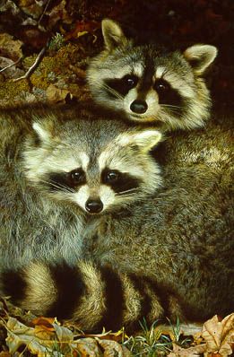 CARL BRENDERS 21X14 Secondary Market Art: "YIN & YANG"