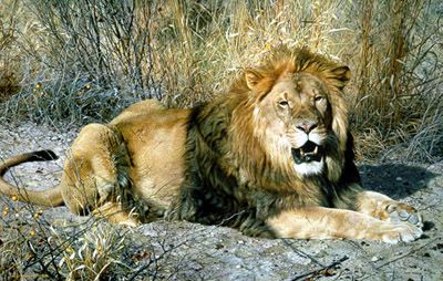 CARL BRENDERS 21X33 Secondary Market Art: "KALAHARI AP COE"