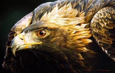 CARL BRENDERS 21X33 Secondary Market Art: "SOVEREIGN GOLD"