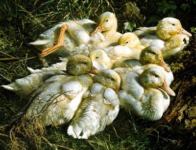 CARL BRENDERS 22X32 Secondary Market Art: "IN MIXED COMPANY"