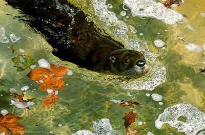 CARL BRENDERS 22X32 Secondary Market Art: "ON A MISSION"