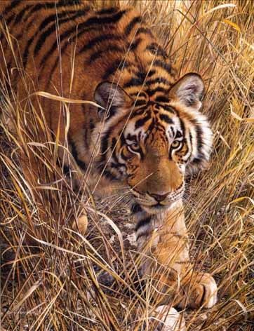 CARL BRENDERS 27X33 Secondary Market Art: "TALL GRASS TIGER AP"