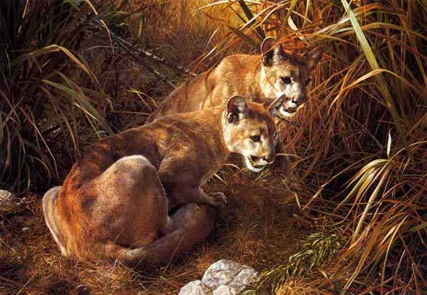 CARL BRENDERS 31x22 Secondary Market Art: "SHADOWS IN GRASS"