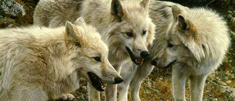 CARL BRENDERS 34X15 Secondary Market Art: "TUNDRA SUMMIT WOLVES"