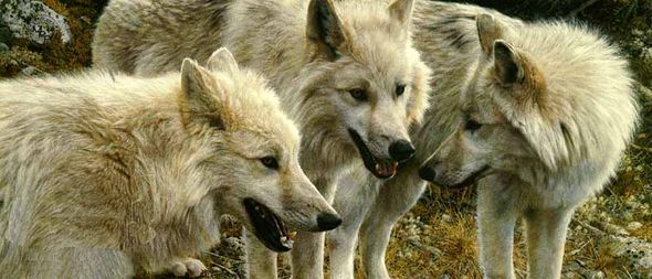 CARL BRENDERS 34X15 Secondary Market Art: "TUNDRA SUMMIT WOLVES"
