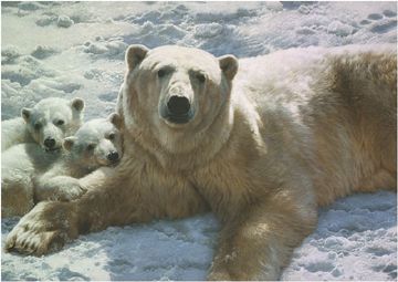 CARL BRENDERS 39X27 Secondary Market Art: "MOTHER OF PEARLS GCNV"