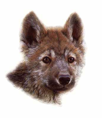 CARL BRENDERS 6X7 Secondary Market Art: "WOLF SCOUT 1"