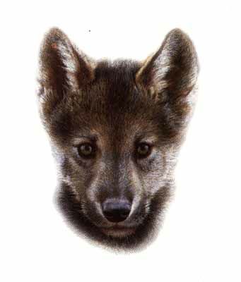 CARL BRENDERS 6X7 Secondary Market Art: "WOLF SCOUT 2"