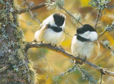 CARL BRENDERS 8X6 Secondary Market Art: "IN THE BLACK CHICKADEE"