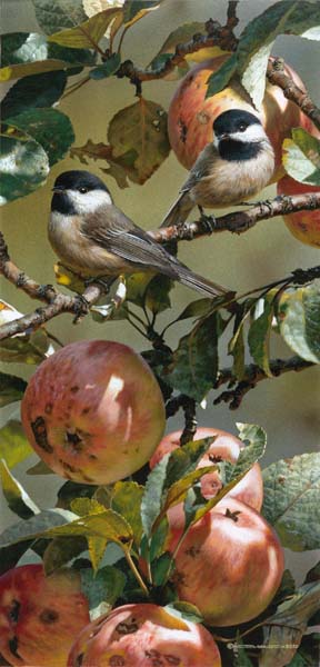 CARL BRENDERS 9X19 Secondary Market Art: "CHICKADEES & APPL GCNV"