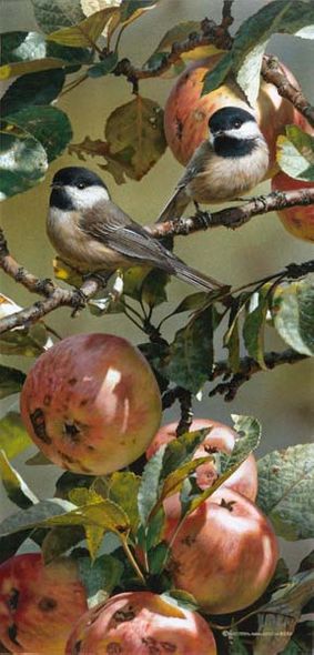 CARL BRENDERS 9X19 Secondary Market Art: "CHICKADEES & APPL GCNV"