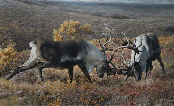 Carl Brenders Hand Signed and Numbered Limited Edition Canvas Giclee:"Tundra Challengers"