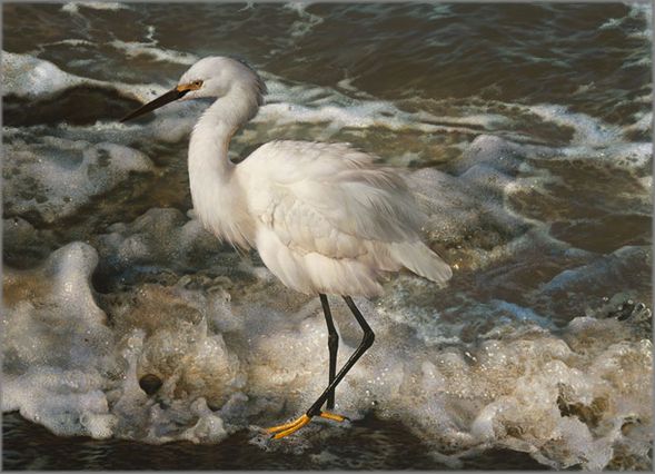 Carl Brenders Hand Signed and Numbered Limited Edition Fine Art Print:"Island Shores - Snowy Egret "