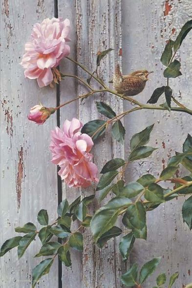 Carl Brenders Hand Signed and Numbered Limited Edition Giclee on Canvas: "Summer Roses - Winter Wren"