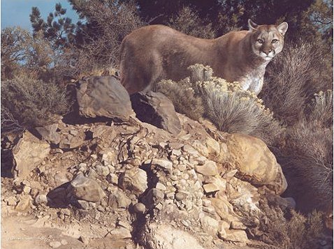 Carl Brenders Hand Signed and Numbered Limited Edition Giclee Print:"Cliff Dweller"