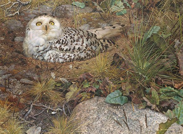 Carl Brenders Hand Signed and Numbered Limited Edition Giclee:"Phantom of the Tundra"