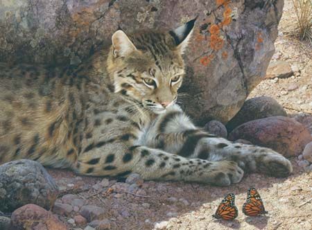 Carl Brenders Artist Signed Limited Edition:"Off Limits - Bobcat"
