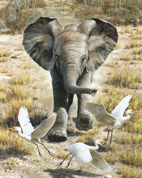 Carl Brenders Artist Signed Limited Edition Canvas Giclee:"Flushing Egrets - Baby Elephant"