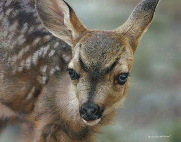 Carl Brenders Artist Signed Limited Edition Canvas:"Spotted -Mule Deer Fawn"