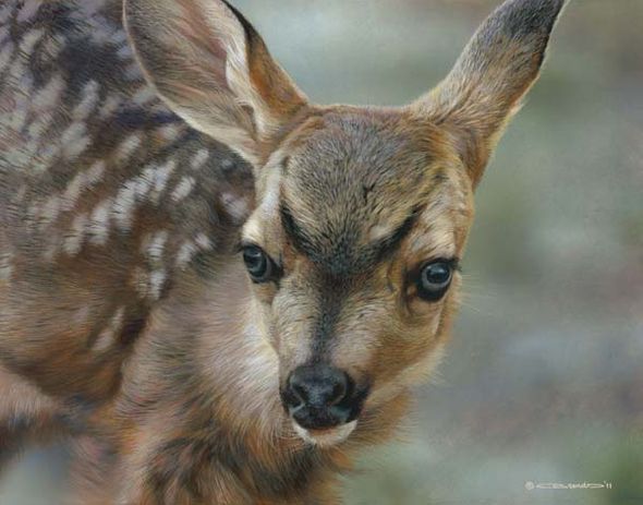 Carl Brenders Artist Signed Limited Edition Canvas:"Spotted -Mule Deer Fawn"