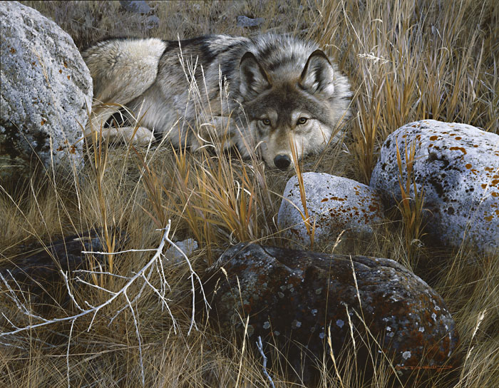 Carl Brenders Artist Signed Limited Edition Canvas Giclee: "One to One - Gray Wolf"