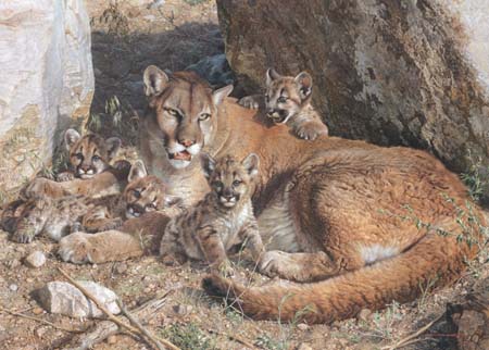 Carl Brenders Hand Signed and Numbered Limited Edition: "Rocky Camp - Cougar Family"