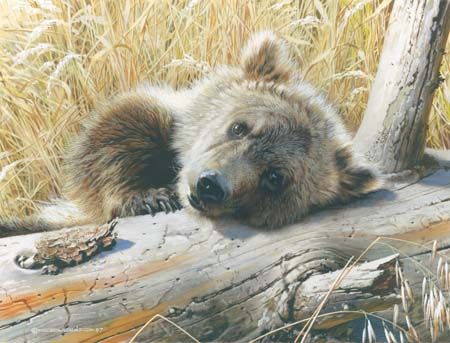 Carl Brenders Hand Signed and Numbered Limited Edition: "Time Out -Grizzly Cub"