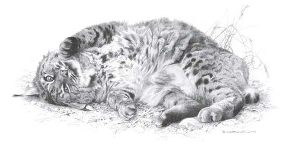 Carl Brenders Handsigned and Numbered Limited Edition Print :"Wild Thing - Bobcat"