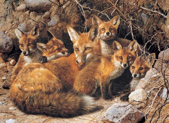 Carl Brenders Handsigned & Numbered Limited Edition Giclee on Canvas:"Full House Fox Family"