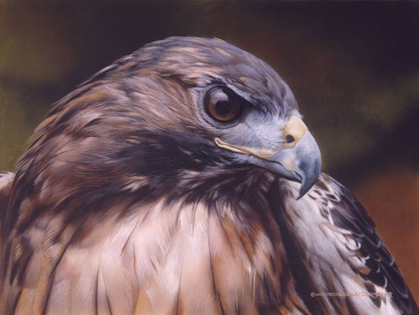 Carl Brenders Artist Signed Limited Edition Print:"Red Alert -Red Tailed Hawk"