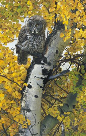 Carl Brenders Hand-signed and Numbered Limited Edition Print:"Silence is Golden "