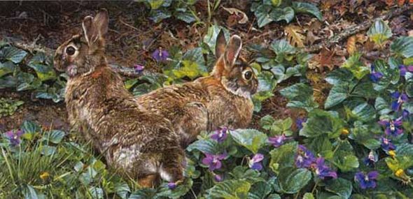 Carl Brenders Hand-signed and Numbered Limited Edition Print:"Violet Trails and Cottontails "