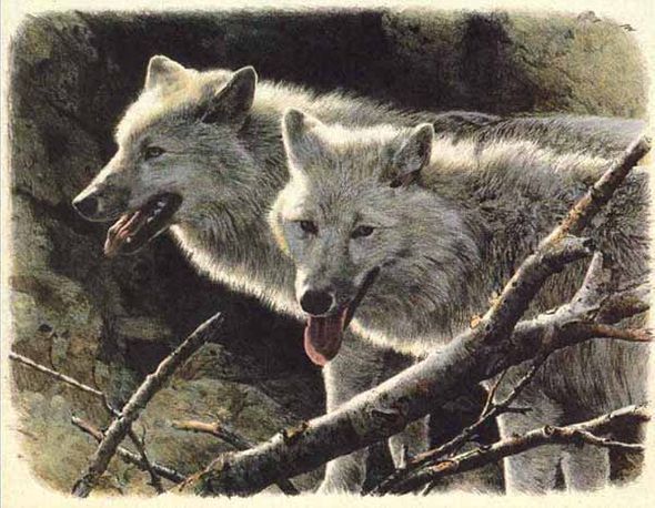 Carl Brenders Limited Edition Lithograph:"White Wolves-No. American Portfolio"