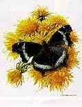 Carl Brenders Limited Edition Print:"Butterflies-Collectors Group #3"