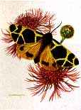 Carl Brenders Limited Edition Print:"Butterflies-European Group #2"