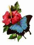 Carl Brenders Limited Edition Print:"Butterflies- Exotic Group #1"
